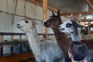 Besuch bei den Alpakas – Tiere als Trostspender